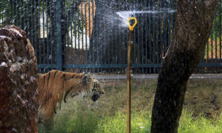 Tiger in sprinkler at Delhi Zoo